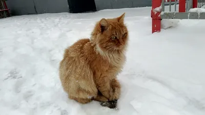 Как коты и кошки переносят зимние холода. Чем их лучше кормить в морозы.  Подборка из 33 прикольных фото котиков на снегу | КотоГрафист /  CatoGraphist | Дзен