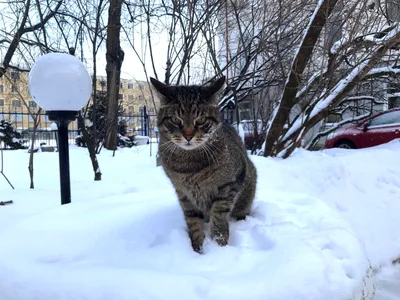 Как коты и кошки переносят зимние холода. Чем их лучше кормить в морозы.  Подборка из 33 прикольных фото котиков на снегу | КотоГрафист /  CatoGraphist | Дзен