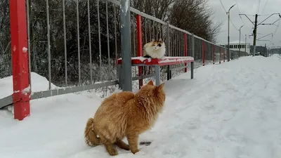 Зимние фотографии отельного кота Барсика. - Новости отеля Матисов Домик г.  Санкт-Петербург