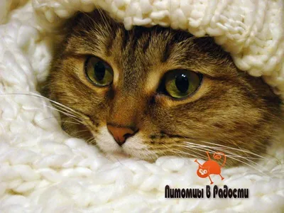 Зимние кошки! Мягкий Нескользящий 3D коврик, коврик для ног, коврик для  ног, оригинальный кошка, народное искусство, зимний пятнистый кошка,  смокинг, кошка, птица, кошка | AliExpress