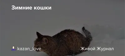 Кошка, зимний лес» — создано в Шедевруме