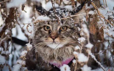 Несколько пород домашних кошек, которые готовы к зимним прогулкам | Пикабу