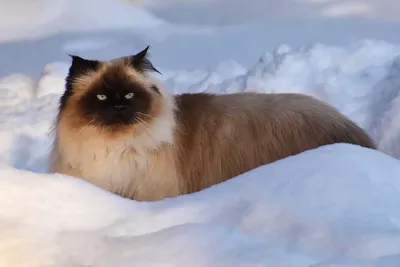 Зимние кошки