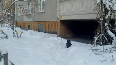 Зимние утро . кот с кошкой сидит …» — создано в Шедевруме