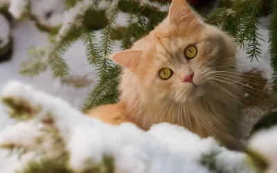Зимний город: Милые кошки и заснеженные деревья» — создано в Шедевруме