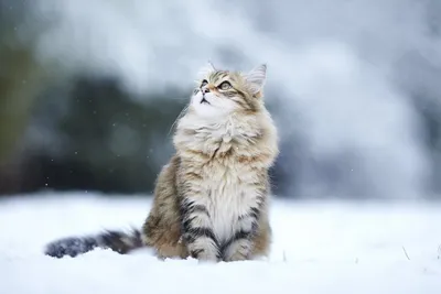 Кошки в зимних свитерах танцуют у …» — создано в Шедевруме