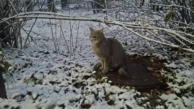 Зимние теплые флисовые комбинезоны для домашних животных для маленькой кошки  и котят | AliExpress