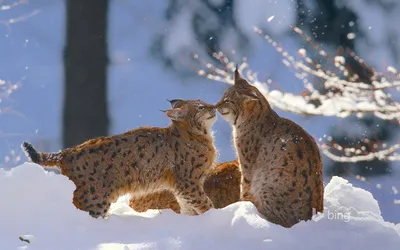 Фотография рысь Двое зимние снега животное