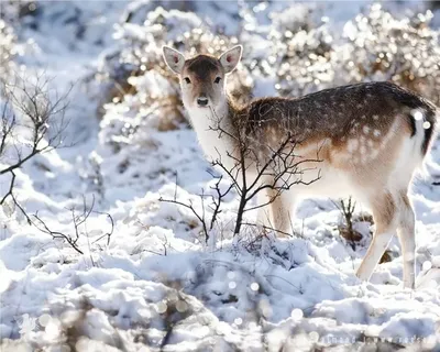 Милые зимние фото животные: фото, изображения и картинки