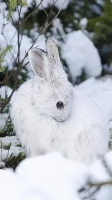 Забавные животные зимой - фото и картинки: 32 штук