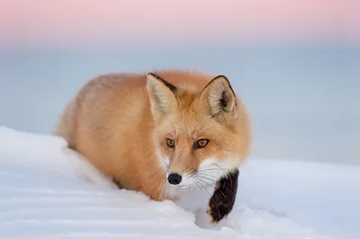 Зимние красивые животные - красивые фото