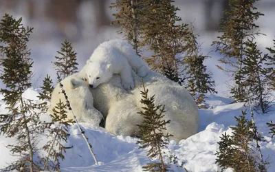 Зимний приветик | Смешные фотографии животных, Зимние картинки, Фотографии  животных
