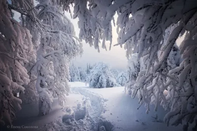 Сказочный зимний лес звёзды месяц …» — создано в Шедевруме