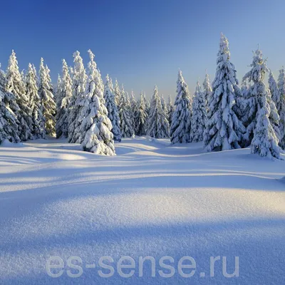 За цветами в зимний лес\"