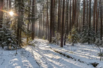 Картина Зимний лес ᐉ Луговой Никита ᐉ онлайн-галерея Molbert.