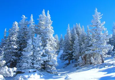 Красивый зимний лес - 73 фото