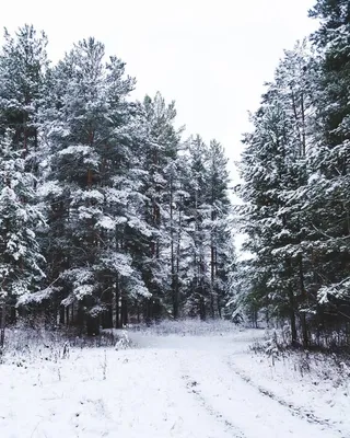 Холодный зимний лес снег фон, Холодный, Зимний лес снег фон, сосна фон  картинки и Фото для бесплатной загрузки