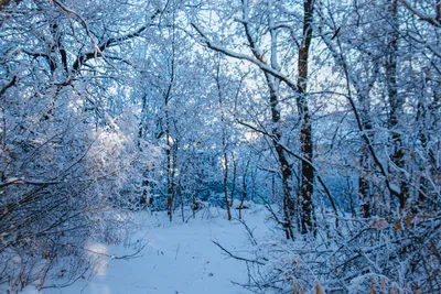 Зимний лес :: Юрий. Шмаков – Социальная сеть ФотоКто