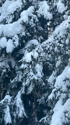 Андрей Люмес - Зимний лес, 2019, 40×35 см: Описание произведения | Артхив