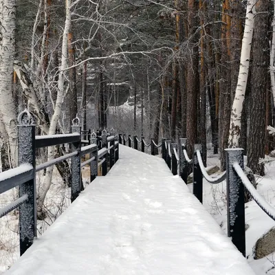Зимний лес: прогулка по заячьим следам | Затерянные в Сибири | Дзен