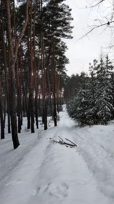 Очень красивый зимний лес. Морозный …» — создано в Шедевруме