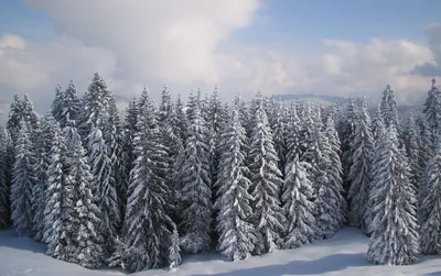 Обои на телефон зимний лес сосны в снегу еловые ветви эстетика зимы |  Эстетика, Лес, Обои