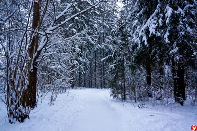 Зима в Финляндии Зимний лес Стоковое Фото - изображение насчитывающей  ландшафт, льдед: 160181506