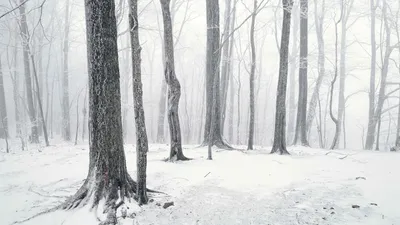 Дорога в зимний лес | Пикабу