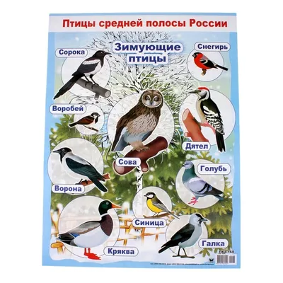 группа РОМАШКИ: Тема:\"Зимующие птицы\"