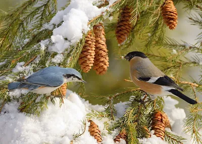 Синицы - Зимующие птицы, автор Белоусова Анна Алексеевна