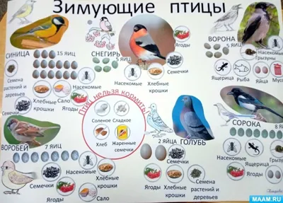 Плакат \"Перелётные и зимующие птицы\", А2» - купить в Минске с доставкой в  интернет-магазине Учитель.by