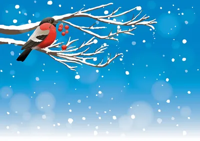 Снегири прилетели: брянцев радуют зимующие птицы • БрянскНОВОСТИ.RU
