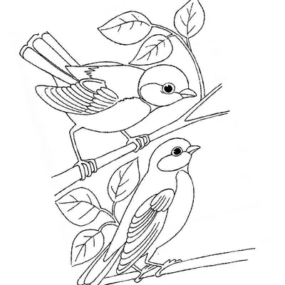 Раскраски Зимующие птицы | Раскраски, Животные, Зима