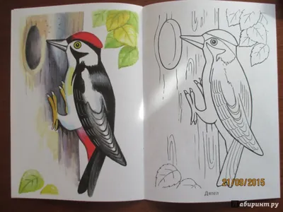 Раскраски зимующие птицы для дошкольников - 75 фото