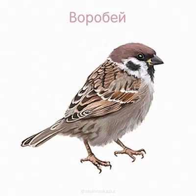 Knigi-janzen.de - Зимующие птицы России | 978-5-9780-1130-2 | Купить  русские книги в интернет-магазине.