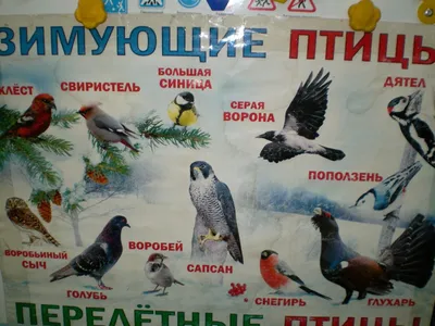 Зимующие птицы Free Activities online for kids in Kindergarten by Светлана  Мочелова