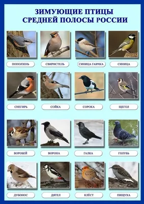 Зимующие птицы чувашии (42 фото)