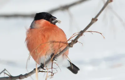 Остаёмся зимовать: новое видео про всех зимних птиц Европейской части России  « Fotoparus