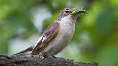 Программа сохранения исчезающих видов птиц Дальнего Востока