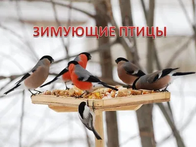 Зимующие птицы сибири - 78 фото