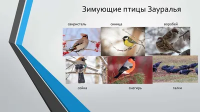 Азиатская бурая мухоловка — небольшая воробьиная птица, гнездящаяся в  Японии, Гималаях и Сибири; мигр, Стоковое видео - Envato Elements