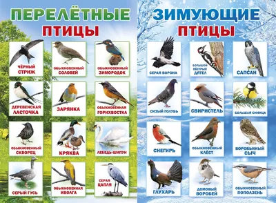 Картинки по запросу не зимующие птицы украины | Листы с алфавитом, Лэпбук,  Природоведение
