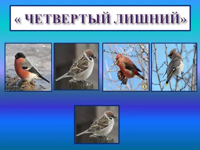 Комплект зимующих птиц ❤ clipka.ua