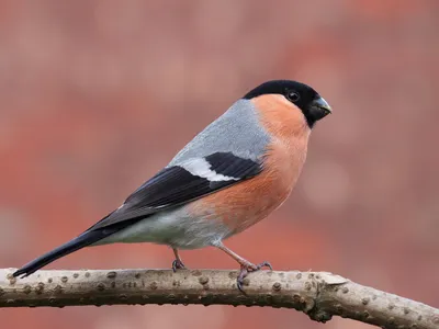 В Германии прошла большая перепись птиц – DW – 07.02.2020