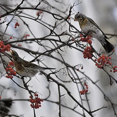 Птицы, которые зимуют рядом с нами « Школа живописи У-Cин