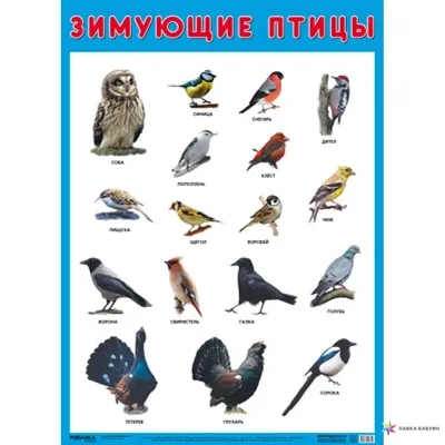 Развивающие плакаты. Зимующие птицы, , Мозаика-Синтез купить книгу  9785431516351 – Лавка Бабуин, Киев, Украина