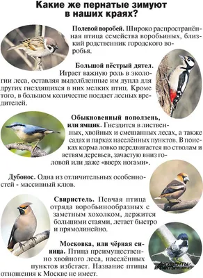 Синицы существует семь видов синиц на Украине зимующие птицы - YouTube