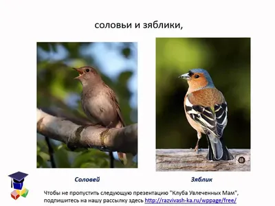 Чечётка (птица) — Википедия