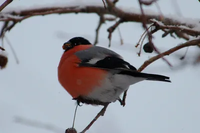 Зимующие и перелетные птицы проект - 84 фото