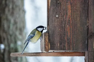 Зимующие птицы. Подборка фото и видео — 5 ответов | форум Babyblog
